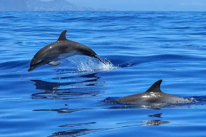 Delfini nel mare di Tenerife